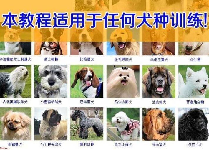训犬/训狗教程视频，狗狗技能训练视频教学-渡漳网