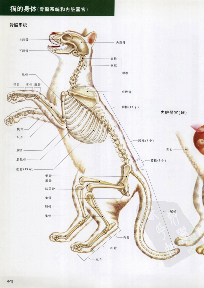 猫病图解