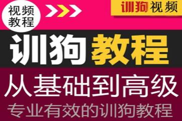 专业训狗视频教程，从初级基础到高级训狗教程视频-渡漳网