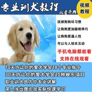 唐伟敏训犬教程-训狗教程，专业训狗视频教程-渡漳网