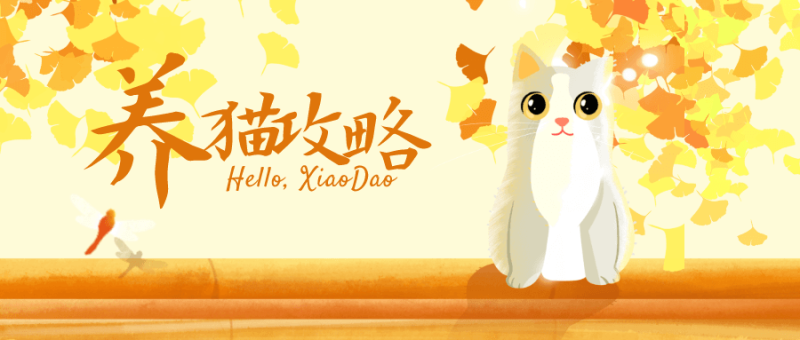 猫咪训练+养猫攻略大全-渡漳网